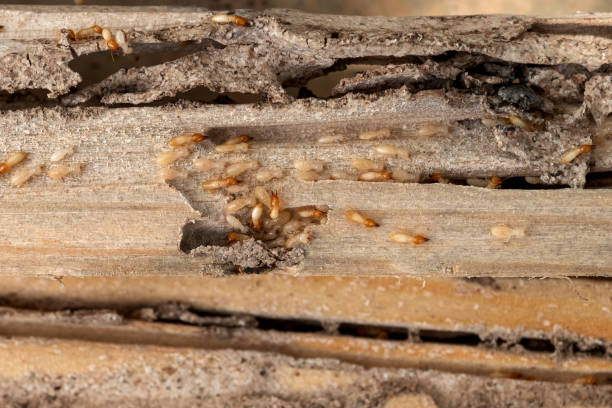 Best Commercial Pest Control Services  in Penn State Erie, PA